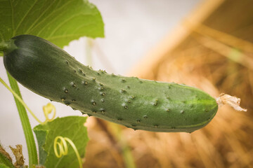 A ripe green Cucumber with pimples on a cucumber Plant in the Garden.