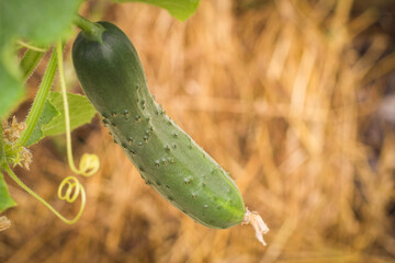 A ripe green Cucumber with pimples on a cucumber Plant in the Garden.