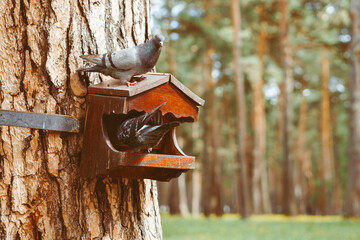 wooden birdhouse hanging on a tree
