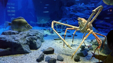 aquarium face off
