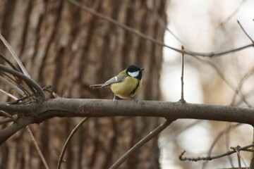 titmouse on a branch