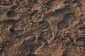horse hoof prints on the ground
