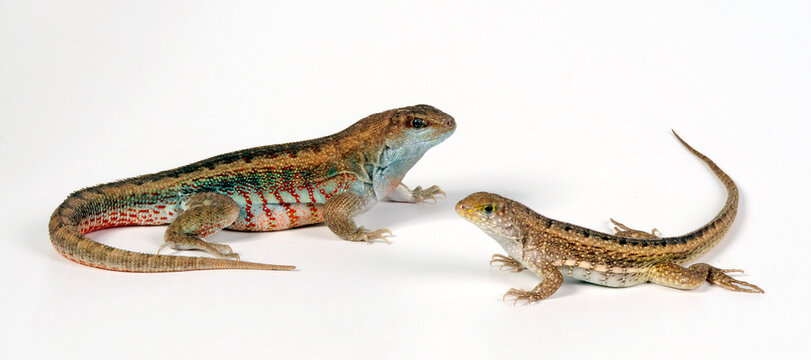 Couple of Hispaniolan curlytail lizard // Pärchen von Schreibers Glattkopfleguan (Leiocephalus schreibersii)