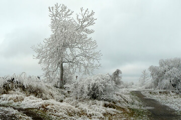 winter landscape with frosty trees, winterly morning of a new day