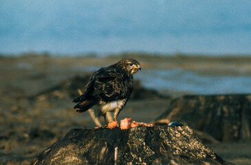 Buse variable,.Buteo buteo, Common Buzzard