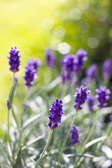 Obraz premium lavender flowers