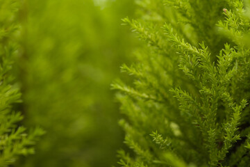 Green plant with texture 