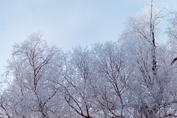 trees in winter snow frosty weather