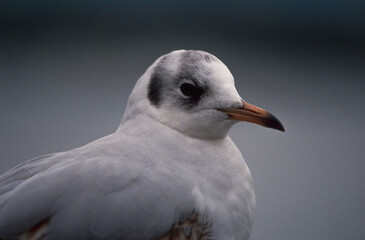 Mouette rieuse,.Chroicocephalus ridibundus, Black headed Gull