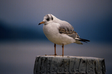 Mouette rieuse,.Chroicocephalus ridibundus, Black headed Gull