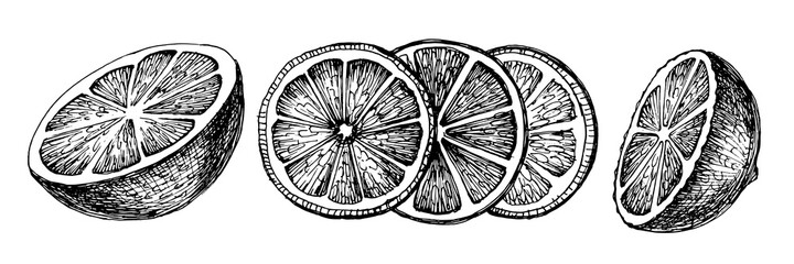 Lemon. Fruit cut into circles. Hand drawn sketch vector