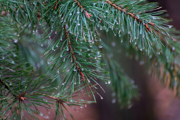 A coniferous branch with young shoots of green needles and small cones. Shooting a close-up of fresh green spruce branches.