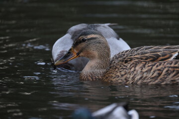 Ducks on the water