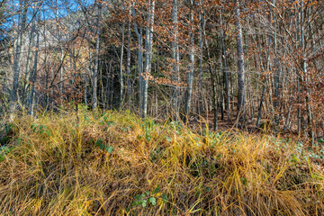 View of colorful autumn trees in the forest. Colorful autumn scene of Swiss Alps. Switzerland, Europe