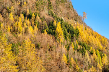 View of colorful autumn trees in the forest. Colorful autumn scene of Swiss Alps. Switzerland, Europe