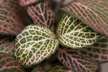 green leaves with pink patterns