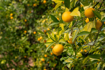 selective focus of orange trees in an organge grove with many delicious citrus fruits