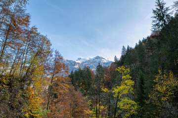 View of colorful autumn trees in the forest. Colorful autumn scene of Swiss Alps. Switzerland, Europe