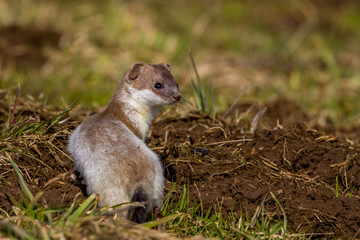 Hermelin (Mustela erminea)