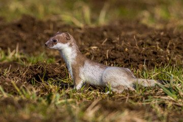 Hermelin (Mustela erminea)
