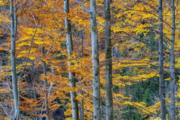 View of colorful autumn trees in the forest. Colorful autumn scene of Swiss Alps. Switzerland, Europe
