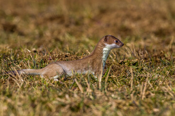 Hermelin (Mustela erminea)