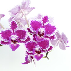 Fototapeta na wymiar Orchideenrispe