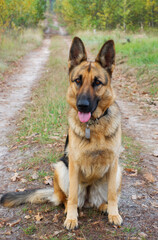 Naklejka premium German shepherd female dog posing against the background of the autumn forest road