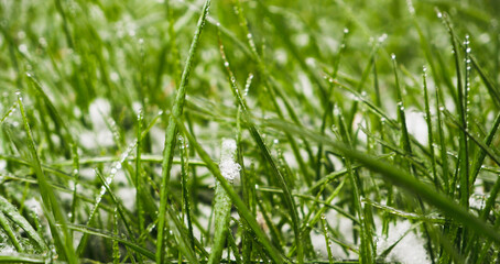 Green grass covered by the first snow on lawn. Green grass sprouts from under the snow that melts in the spring