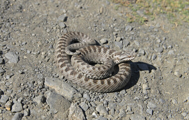 A specimen of Vipera seoanei a venomous viper species endemic to extreme southwestern France and the northern regions of Spain and Portugal. This species is classified as Least Concern (LC).