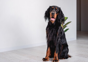 Gordon setter dog sitting at home