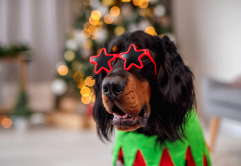 Dog near christmas tree at home - obrazy, fototapety, plakaty