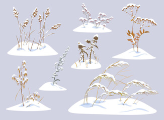 Wild Herbs and Cereals under the Snow - 398515311
