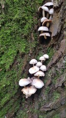 mushrooms on a tree