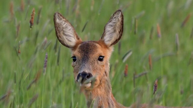 Young roe deer in grass, Compton Abbas, Dorset, UK
