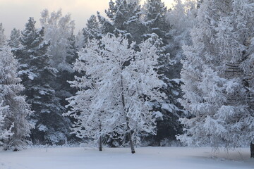fluffy trees in winter Siberia