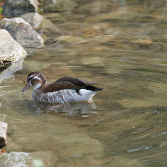 (Callonetta leucophrys) Canard à collier noir ou à épaules rouges femelle nageant au bord d'un...