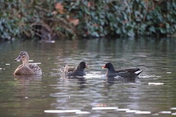 Two coots on the water