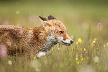 Red fox on flowers covered meadow during grey rainy day. The wet animal among flowers and grass. is the largest of the true foxes and one of the most widely distributed members of the order Carnivora.