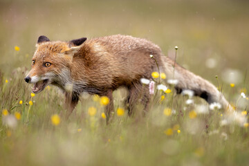 Red fox on flowers covered meadow during grey rainy day. The wet animal among flowers and grass. is the largest of the true foxes and one of the most widely distributed members of the order Carnivora.