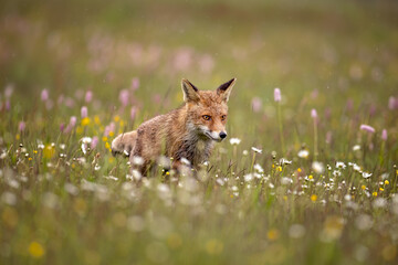Red fox on flowers covered meadow during grey rainy day. The wet animal among flowers and grass. is the largest of the true foxes and one of the most widely distributed members of the order Carnivora.