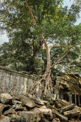 tree trunk in the forest