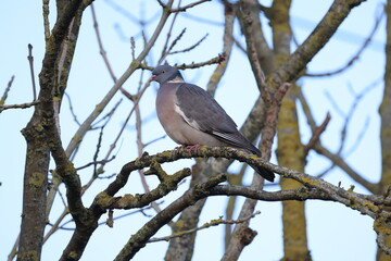 Dove on a branch