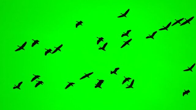 Birds flock flying on green screen background, wild birds on high view show freedom of life