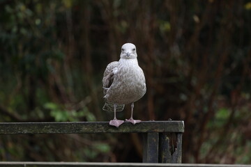 Seagull on a horizontal board