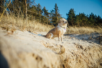 The dog sits on the sea shore and watches in the distance, at sunset