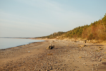 A lonely sandy beach, without people, with a large, washed tree root on the beach