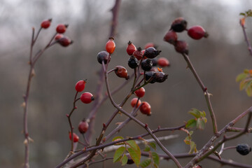 diversity of vegetation in the cold winter