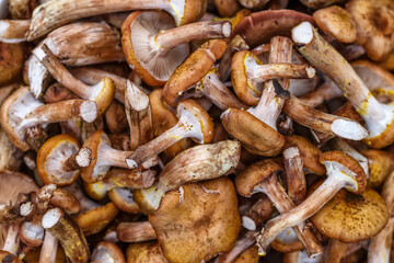 Shiitake mushrooms. Vegetables and fruits at an outdoor farmers market. Raw organic ingredients—fruits and vegetables—used in cooking