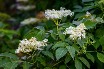 Elderberry blossom, elderberry - a medicinal plant good for health